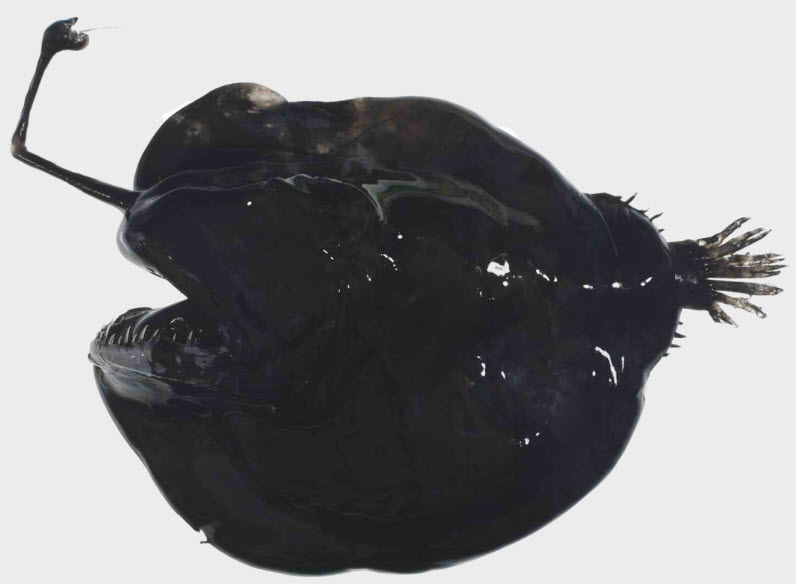 Chaenophryne longiceps_02.jpg